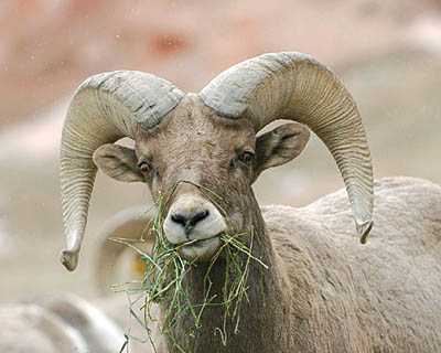 A bighorn enjoys some grass.
Courtesy of Division of Wildlife 