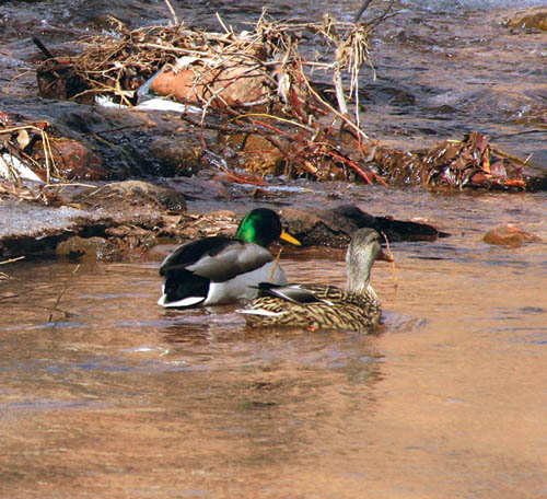 A duck couple were out for a swim recently near the
western end of Cucharras Street, where the Midland Trail is to cross Fountain Creek.
Westside Pioneer photo