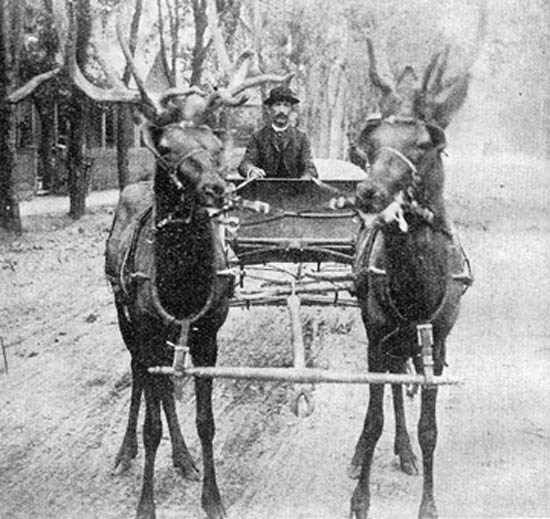Prairie Dog OByrne poses with his trained elk, Thunder and Buttons, in a photo taken in 1889.
Courtesy of Dave Hughes 