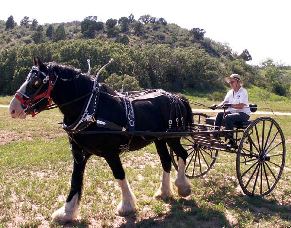 Lillian Morris takes a cart ride with her draft horse King in
an undated photo. The big stallion had been part of the Rock Ledge Historic Site until his death May 10.
Courtesy of the Morris family