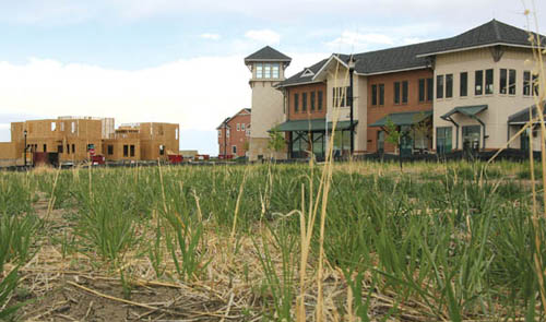 With the Exchange Building (right) and a new John Laing home in the background, grass shoots rise from a clay/hay 
