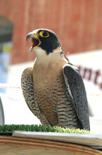 Territory Days scenes... A HawkQuest falcon
Westside Pioneer photo