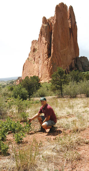 Off the Breytag Trail (with the North Gateway rock formation in the background) Dennis Will of City Forestry 
shows a growth of gambel oak that has come up since a city-hired bullhog cleared that area of the Garden of the Gods a year ago.
Westside Pioneer photo