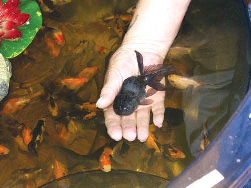 Vickie Siggers has this fish in the palm of her hand. 
Westside Pioneer photo